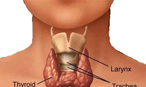 7 thực phẩm bảo vệ tuyến giáp, thúc đẩy trao đổi chất