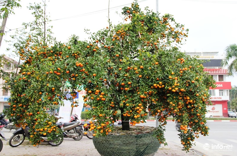 “Đã mắt” ngắm quýt cổ thụ giá gần trăm triệu 