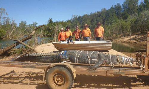 Video: Cá sấu khổng lồ nặng 600kg sa lưới sau 10 năm bị săn lùng