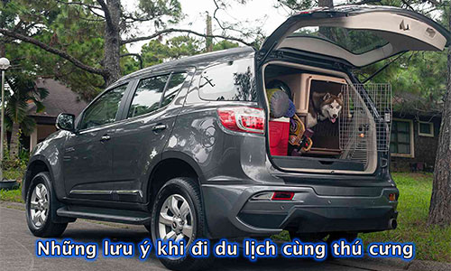 Chở thú cưng trên "xế hộp" cần lưu ý những điều gì?