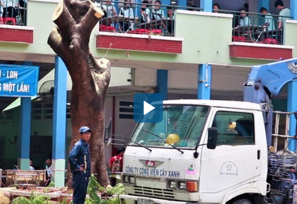 Video: Chặt cây phượng còn lại trong tai nạn khiến học sinh tử vong