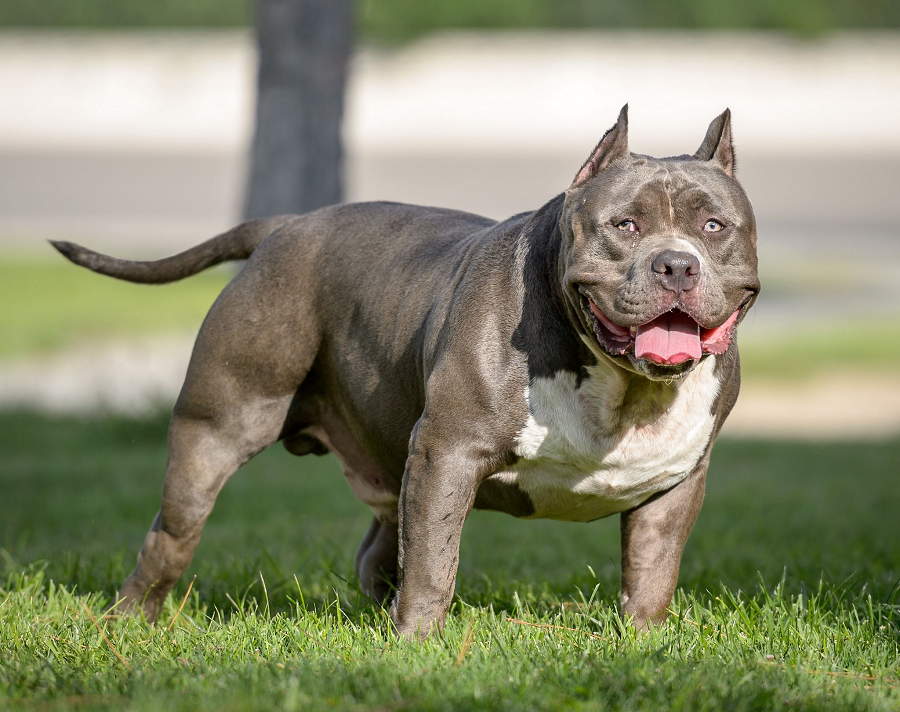 Giải mã loài chó Pitbull nguy hiểm số một thế giới 