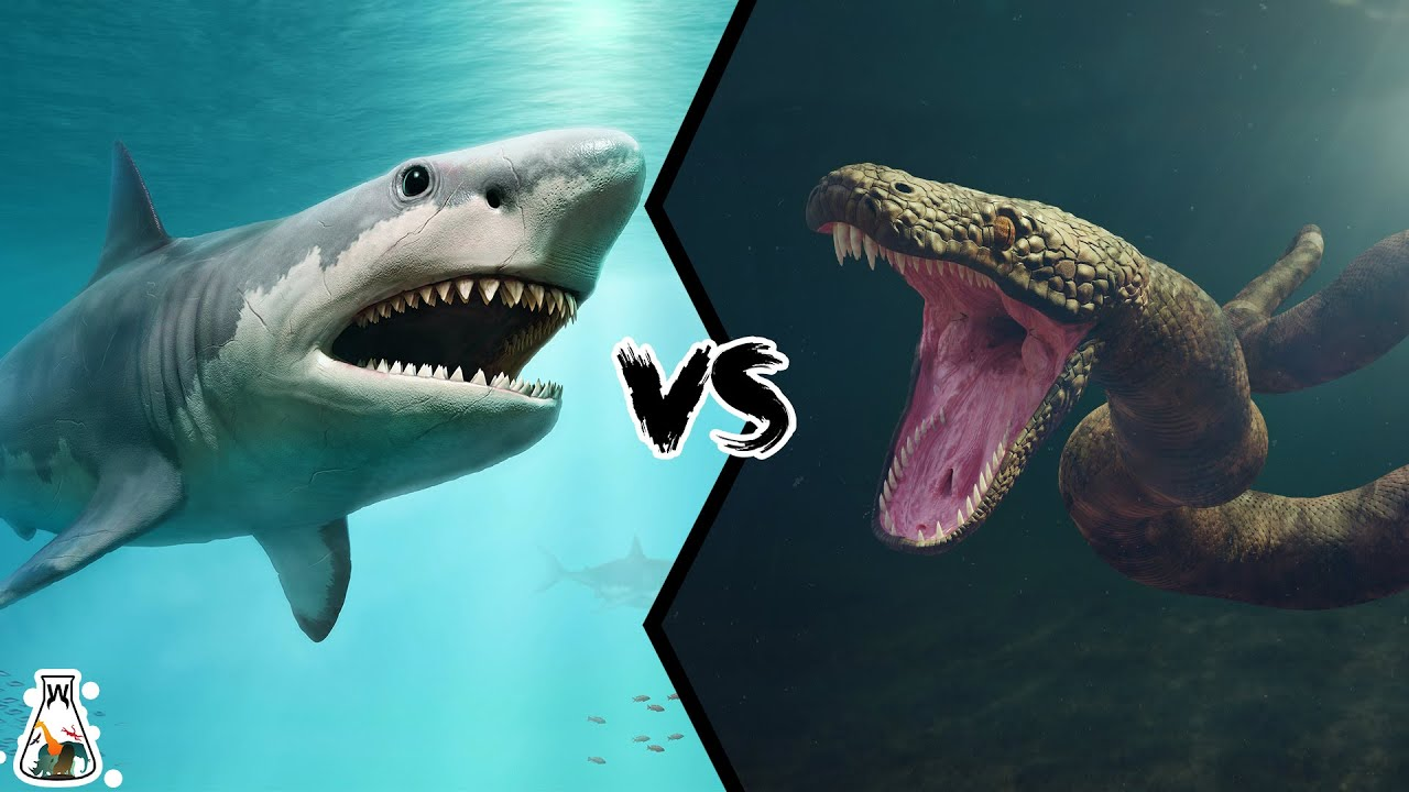 Nếu cá mập Megalodon “đụng độ” trăn Titanoboa, chuyện gì sẽ xảy ra?