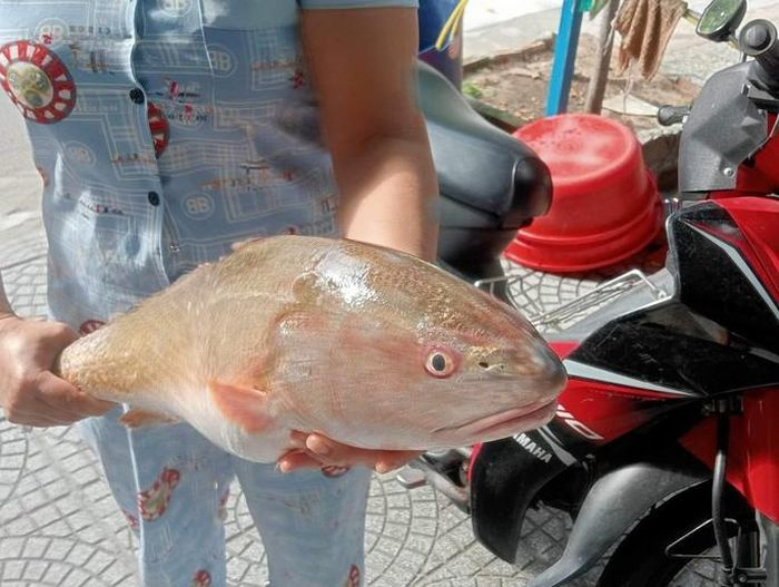 Bắt được loài cá tiền tỷ quý như vàng, ngư dân Đà Nẵng “mừng quýnh” 