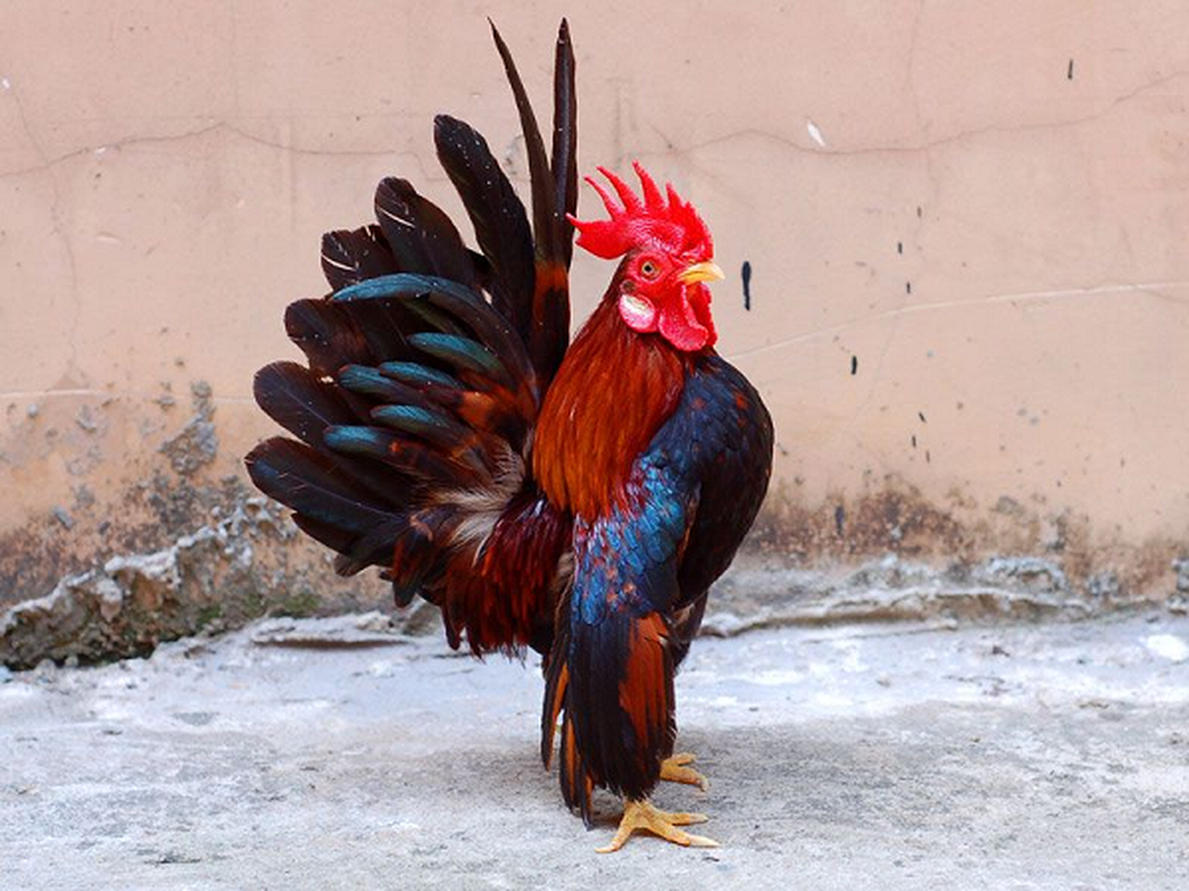 Loài gà dáng đẹp như “siêu mẫu”, nhà giàu Việt thi nhau săn lùng 