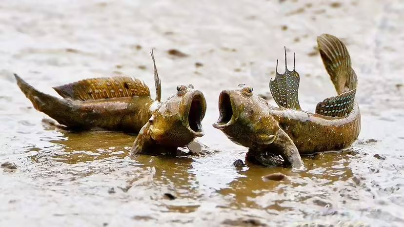 Loài cá leo cây thoăn thoắt, “hình xăm” đầy mình: Việt Nam không thiếu! 