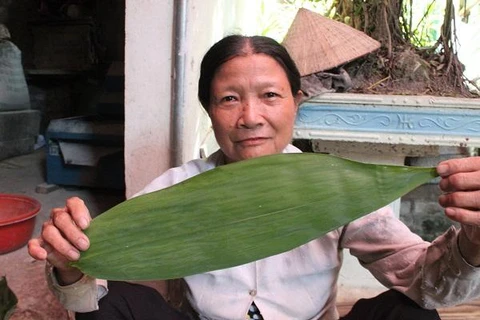 Loại lá rụng đầy ở Việt Nam, ra nước ngoài thành hàng hot