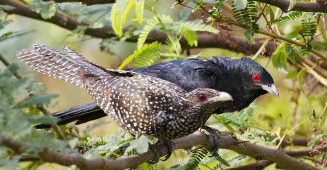 Loài chim “bạc tình” bậc nhất thế giới tự nhiên, Việt Nam có nhiều 