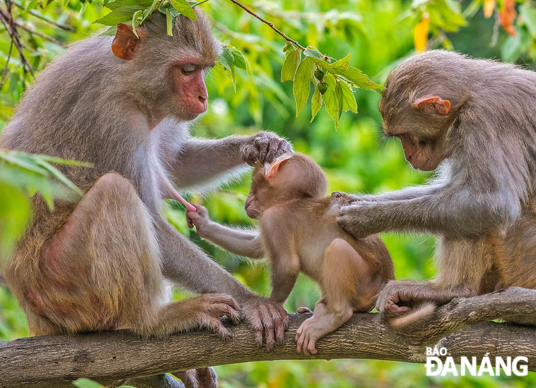 Khỉ vàng được thả về Vườn Quốc gia Vũ Quang quý hiếm cỡ nào?