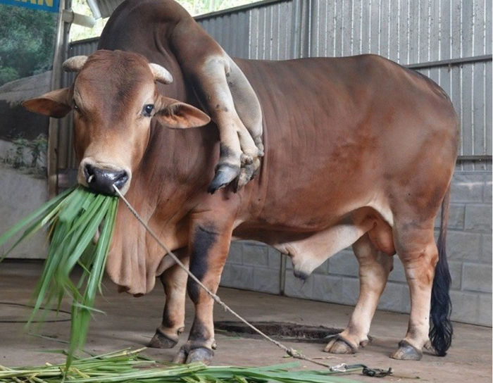 Bò 6 chân, 2 đuôi và loạt động vật kỳ dị ở Việt Nam