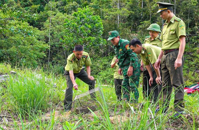 Trăn gấm được giải cứu ở Nghệ An: Loài cực quý trong Sách Đỏ