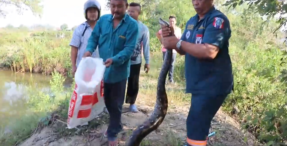 'Quái thú' khổng lồ nằm gọn trong lưới, ngư dân sốc nặng