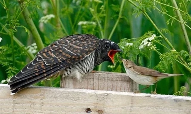 Loài chim quỷ quyệt nhất Việt Nam, tàn nhẫn từ khi sinh ra