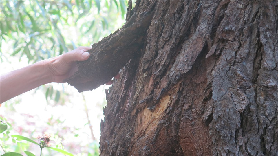 Loài cây quý hiếm nhất hành tinh, chỉ Việt Nam mới có