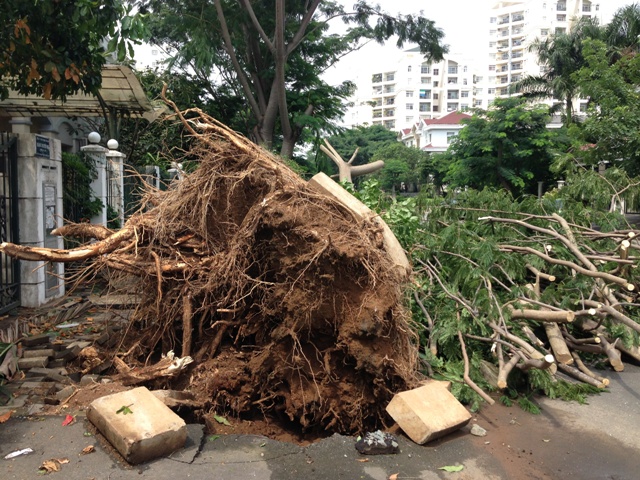 Hàng trăm cây xanh bật gốc trong KĐT Phú Mỹ Hưng