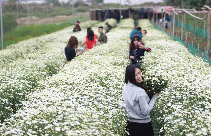 Mùa cúc họa mi: Chị em phát cuồng, dân Nhật Tân mừng thầm