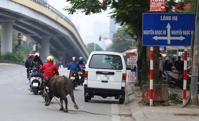 Hy hữu: Trâu điên xổng chuồng, chạy long nhong giữa phố Hà Nội