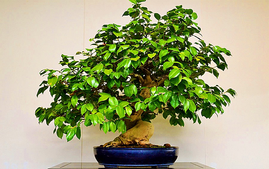 Cây cảnh Tết 2018: Rộ mốt mua bonsai trà xanh siêu độc