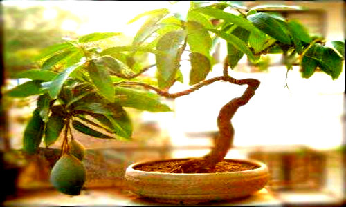 Chiêm ngưỡng những chậu xoài bonsai siêu độc đáo