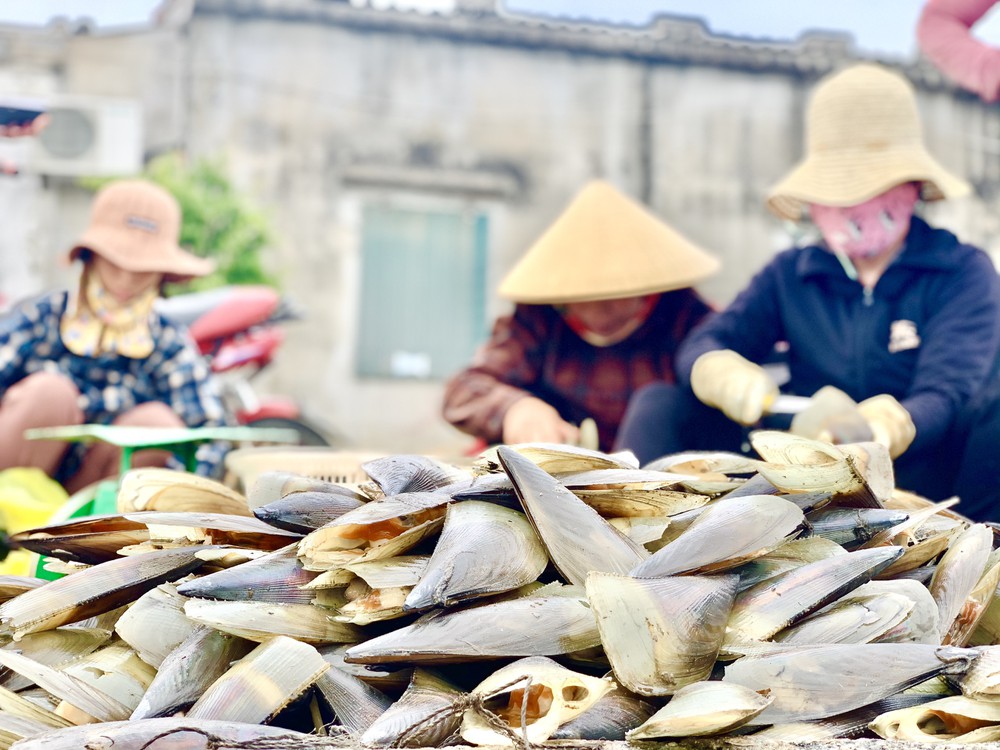 Trúng đậm 'lộc trời', ngư dân Hà Tĩnh kiếm tiền triệu mỗi ngày