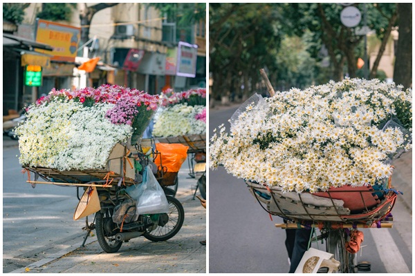 Cúc họa mi chớm đông “đổ bộ” trên phố Hà Nội