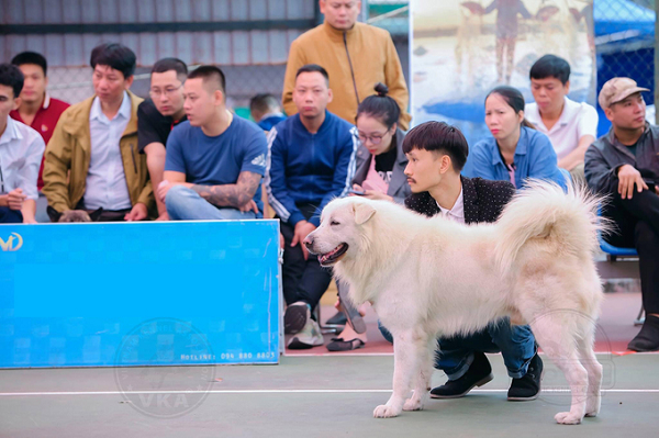 “Tứ đại khuyển quốc” Bắc Hà trở thành Hoa hậu Chó nhờ đặc điểm gì?