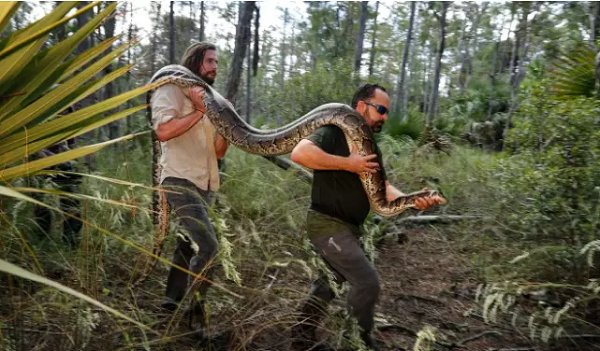 Trăn khổng lồ hoành hành ở Florida, chính quyền “cầu cứu” người dân