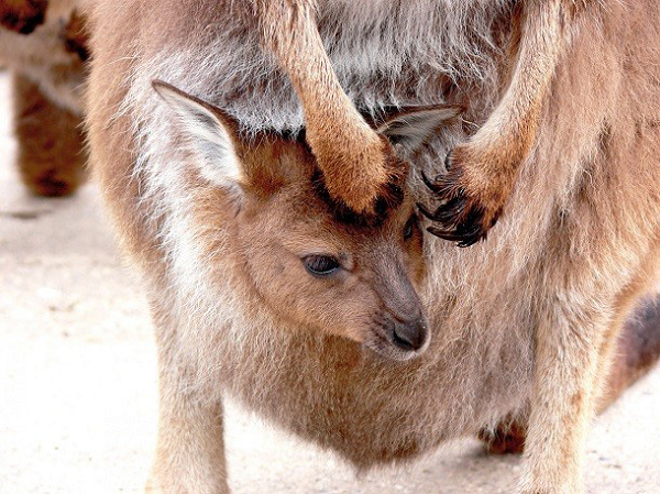 Chuột Kangaroo có thể ngừng sinh con cho đến khi chúng muốn