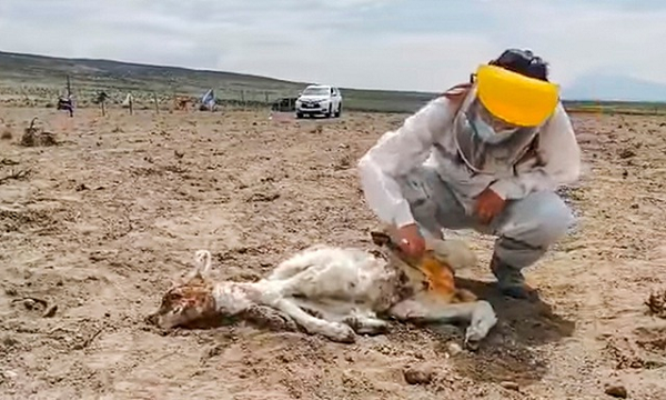 Chile “đau đầu” tìm nguyên nhân lạc đà chết hàng loạt do bị hút máu