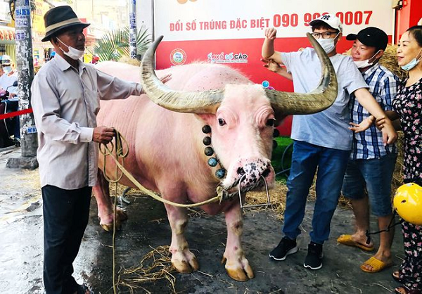 Kỳ lạ chú trâu có da màu hồng, biết lạy quan tài khi chủ qua đời