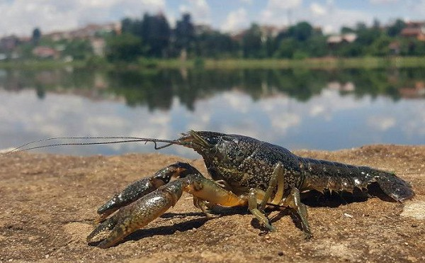 Loài tôm tự sinh sản nhanh chóng mặt đe doạ “xâm chiếm Trái đất”