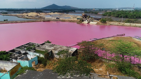 Thủ phạm gây màu tím ngắt trên đầm nước Bà Rịa - Vũng Tàu