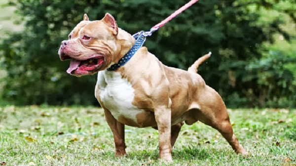 Cắn chết người nhưng pitbull không hung dữ bằng giống chó cấm nuôi này