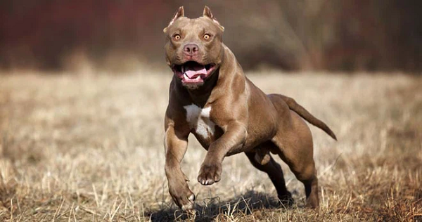 11 loài chó hung dữ nhất thế giới, pitbull không phải đầu bảng