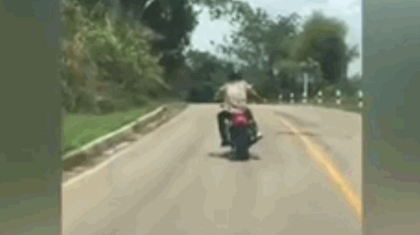 Video: Đang bò trên đường, rắn độc bay lên đớp người đi xe máy