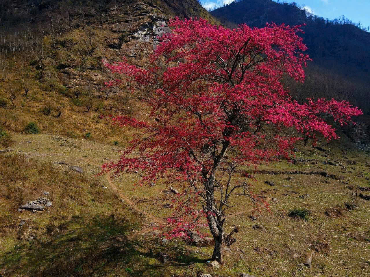 Trekking Lảo Thẩn, ngắm “cụ đào” bung nở tuyệt đẹp