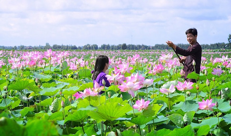 Check-in những đồng sen tuyệt đẹp ở "Đất sen hồng"