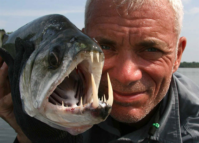 Những “thủy quái ăn thịt người” mà Jeremy Wade bắt được