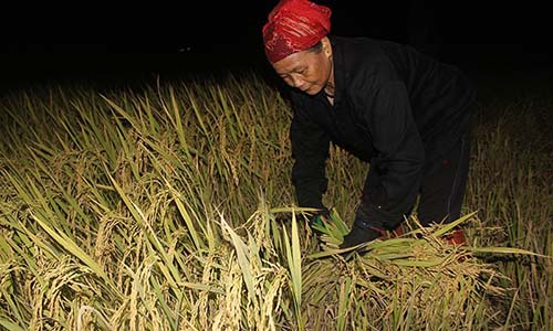 Nông dân đổ ra đồng làm đêm tránh nắng cháy da thịt