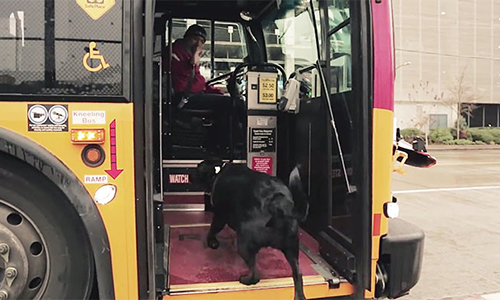 Cô chó hàng ngày tự đi xe bus ra công viên chơi