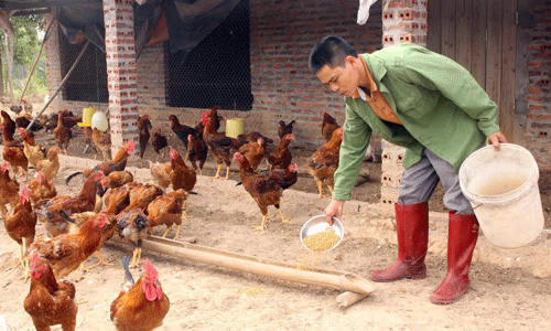 Tuyệt chiêu thành tỷ phú không ngờ của chủ trang trại gà