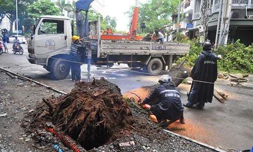 Cây xanh liên tục bật gốc ở Sài Gòn: Lỗi tại "ông Trời"?