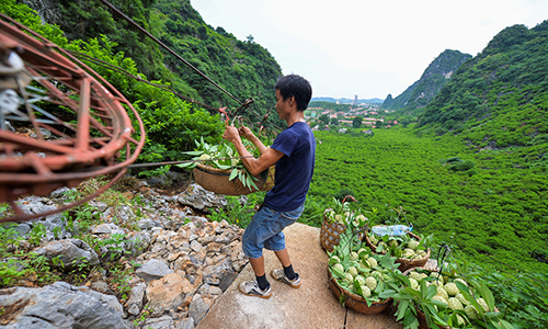 Gian nan nghề trồng na trên núi đá