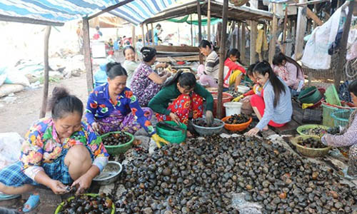 Vào mùa, người già trẻ nhỏ thi nhau lễ ốc thuê kiếm tiền trăm/ngày