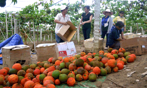 Trồng gấc 1 lần thu hoạch đến... già, lãi 150 triệu/ha/năm