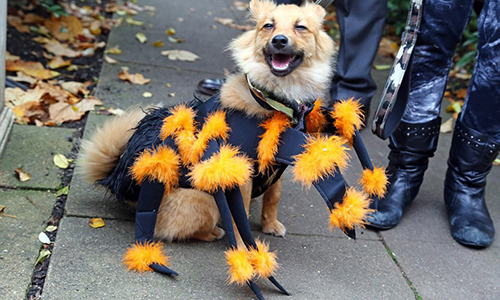 Những chú chó hóa trang Halloween “sành điệu” hơn cả người