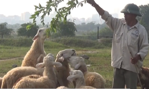 Video: Cận cảnh đàn cừu 20 con chuyên làm mẫu ở Hà Nội