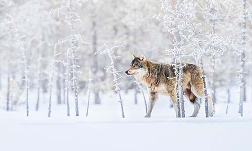 Chiêm ngưỡng thiên nhiên đẹp mê hồn qua ảnh National Geographic