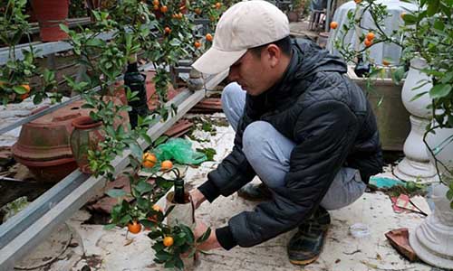 Quất trồng trong bình thủy tinh chờ Tết nguyên đán