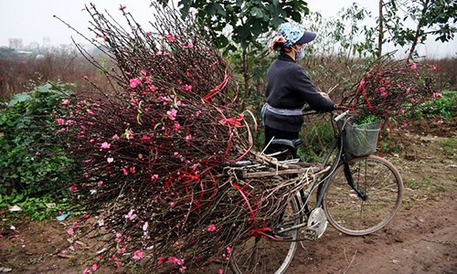 Đào nở sai thời điểm, rớt giá, nông dân Nhật Tân ngồi trên đống lửa